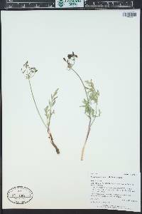 Lomatium orientale image