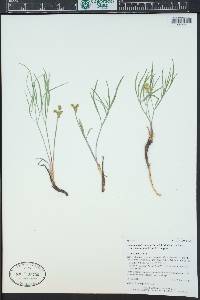 Lomatium simplex var. simplex image