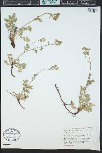 Drymocallis lactea var. lactea image
