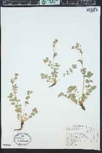 Drymocallis lactea var. lactea image