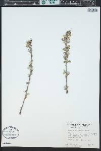 Purshia tridentata image