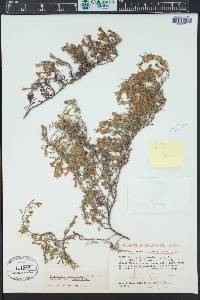 Penstemon caespitosus image