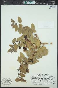 Capparis sandwichiana image
