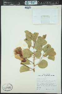 Capparis sandwichiana image