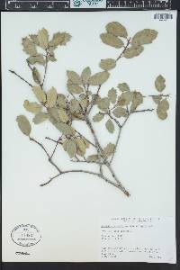 Quercus wislizeni image