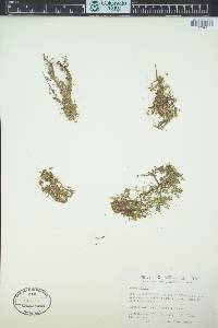 Lemna minor image