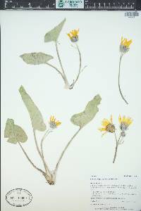 Balsamorhiza sagittata image