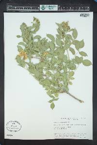 Sambucus racemosa var. melanocarpa image
