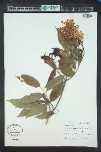 Sambucus racemosa subsp. racemosa image