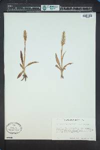 Spiranthes romanzoffiana image