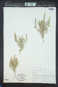 Plantago patagonica image