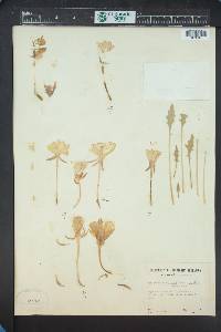 Oenothera cespitosa subsp. crinita image