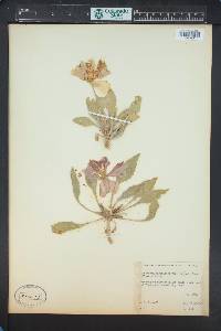 Oenothera cespitosa subsp. crinita image