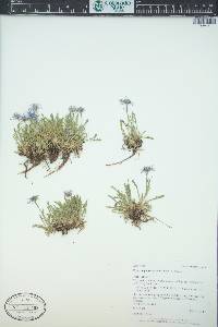 Erigeron pinnatisectus image