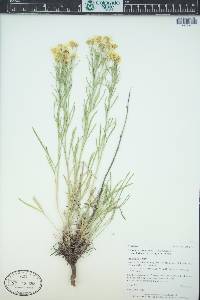 Hymenoxys richardsonii var. floribunda image