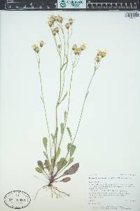 Packera streptanthifolia image