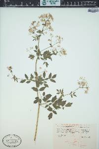 Thalictrum dasycarpum image