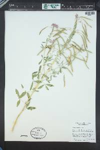 Cleomella serrulata image