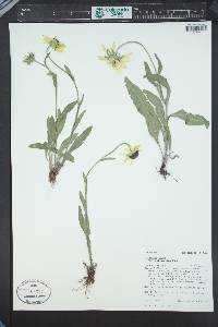 Rudbeckia hirta var. pulcherrima image
