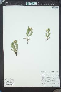 Solidago simplex image