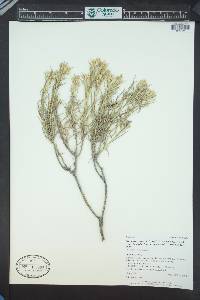 Ericameria parryi image