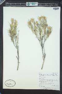 Ericameria parryi var. howardii image
