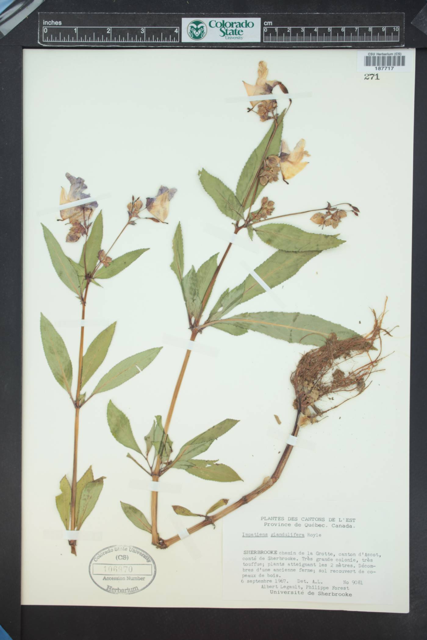 Impatiens glandulifera image