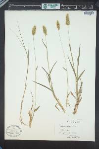 Anthoxanthum odoratum image