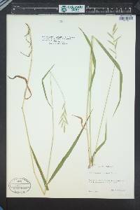 Brachypodium pinnatum image