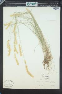 Melica ciliata image