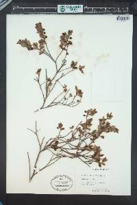 Vaccinium myrtillus image