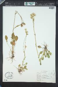 Packera streptanthifolia image