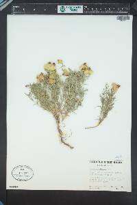 Zinnia grandiflora image