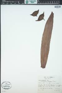 Tradescantia spathacea image