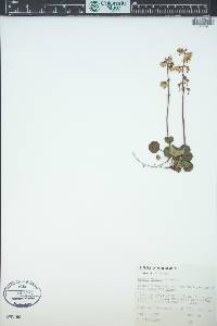 Pyrola chlorantha image