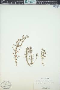 Veronica syriaca image