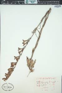 Penstemon strictus image