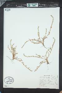 Plagiobothrys leptocladus image