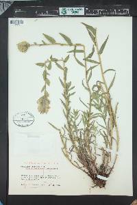 Castilleja sulphurea image