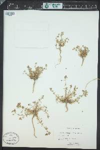 Spergula rubra image