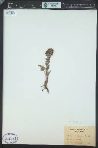 Synthyris rubra image