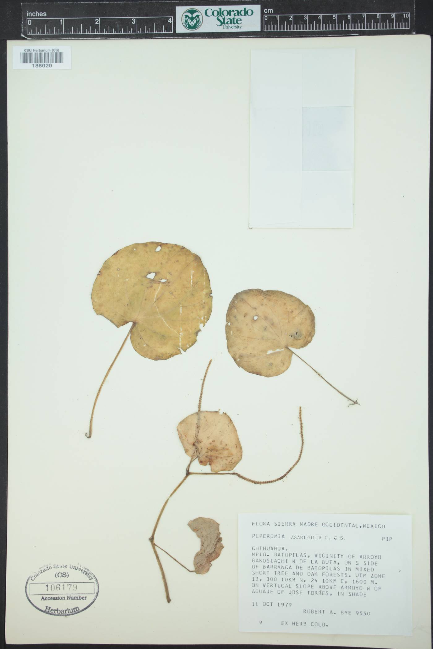 Peperomia asarifolia image