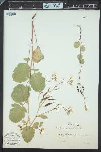 Raphanus raphanistrum subsp. sativus image