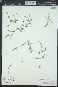 Ranunculus aquatilis image