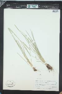Poa arida image