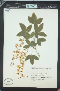 Laburnum alpinum image