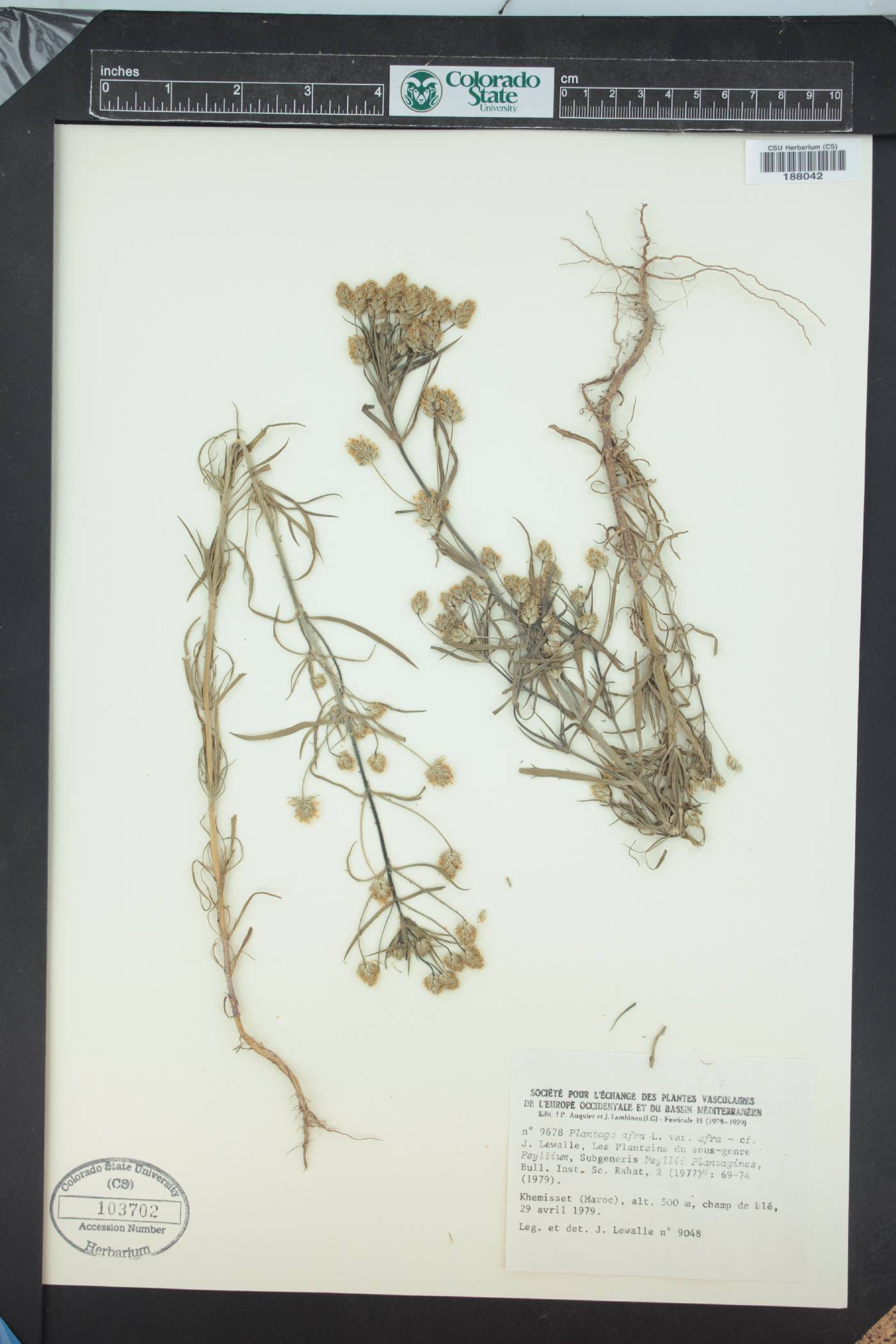 Plantago afra image