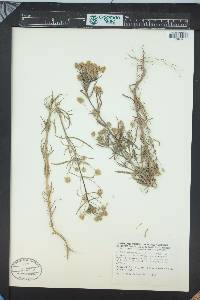 Plantago afra image