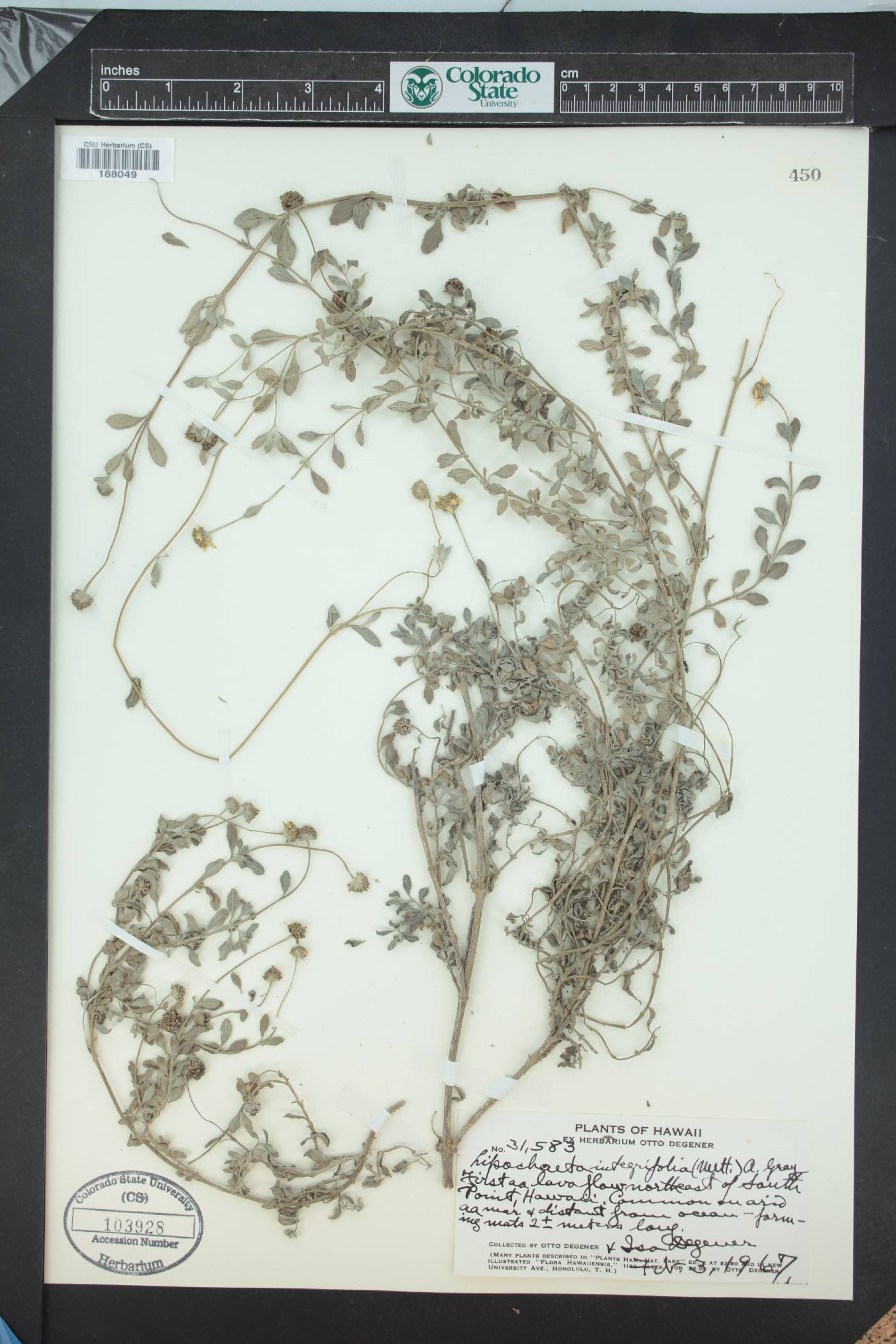 Melanthera integrifolia image