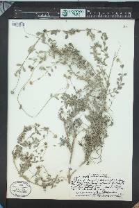 Media resource of Melanthera integrifolia